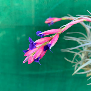 Tillandsia - aeranthos ‘Recurved Leaf’ ex. FE