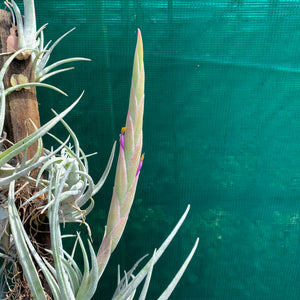 Tillandsia - mitlaensis (Wholesale)