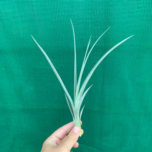 Tillandsia - lorentziana