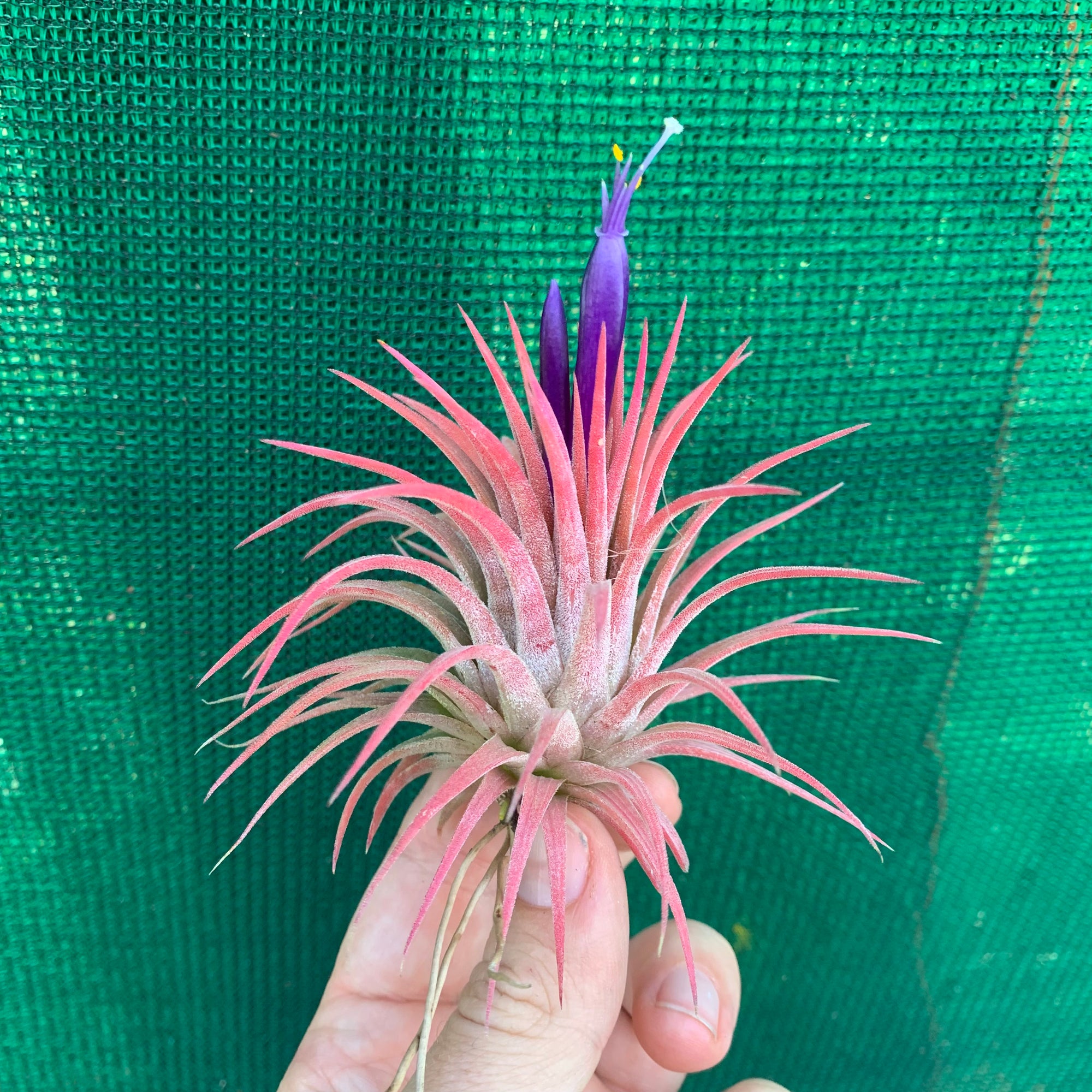 Tillandsia - ionantha ‘APD011’