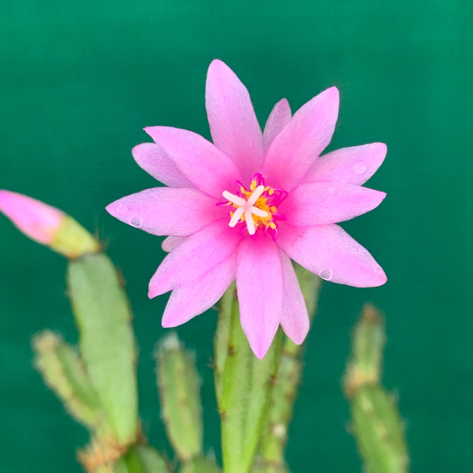 Hatiora rosea