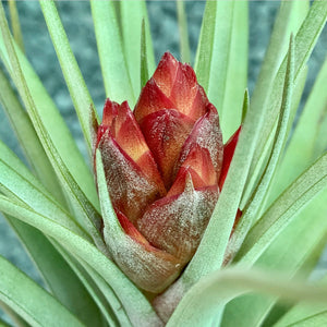 Tillandsia - Hal’s Nidus
