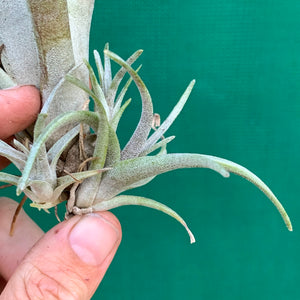 Tillandsia - grandis PB1048