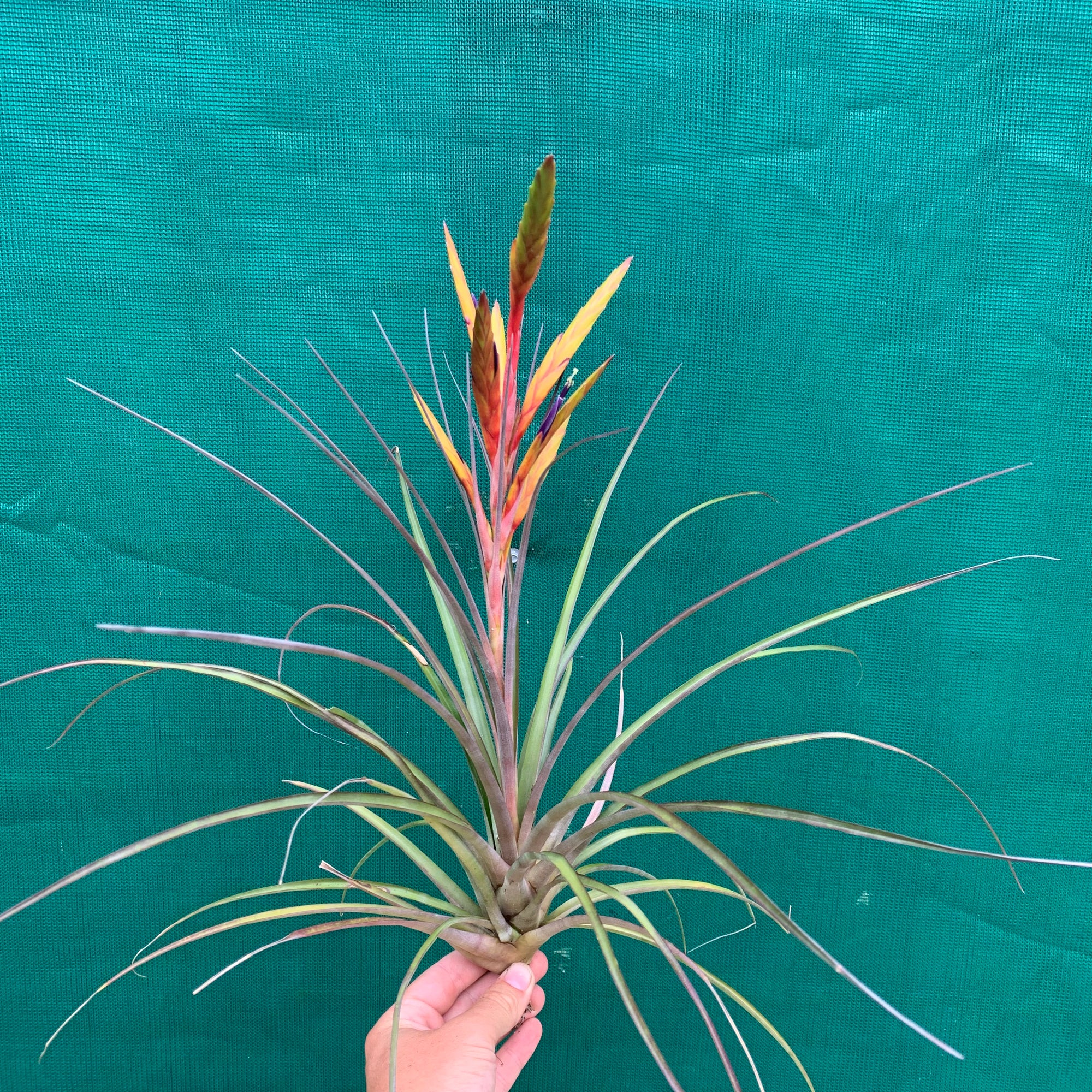 Tillandsia - Oeseriana ex. OM