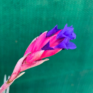 Tillandsia - aeranthos Small Purple ex. Germany