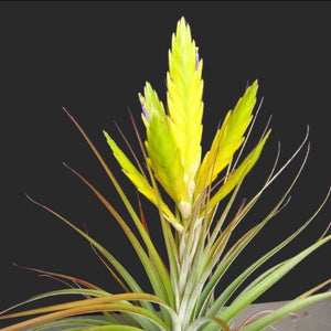 Tillandsia - flavobracteata ex. CC