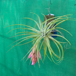 Tillandsia - geminiflora x globosa ex PT