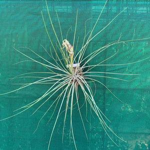 Tillandsia - Milk Junket NEW