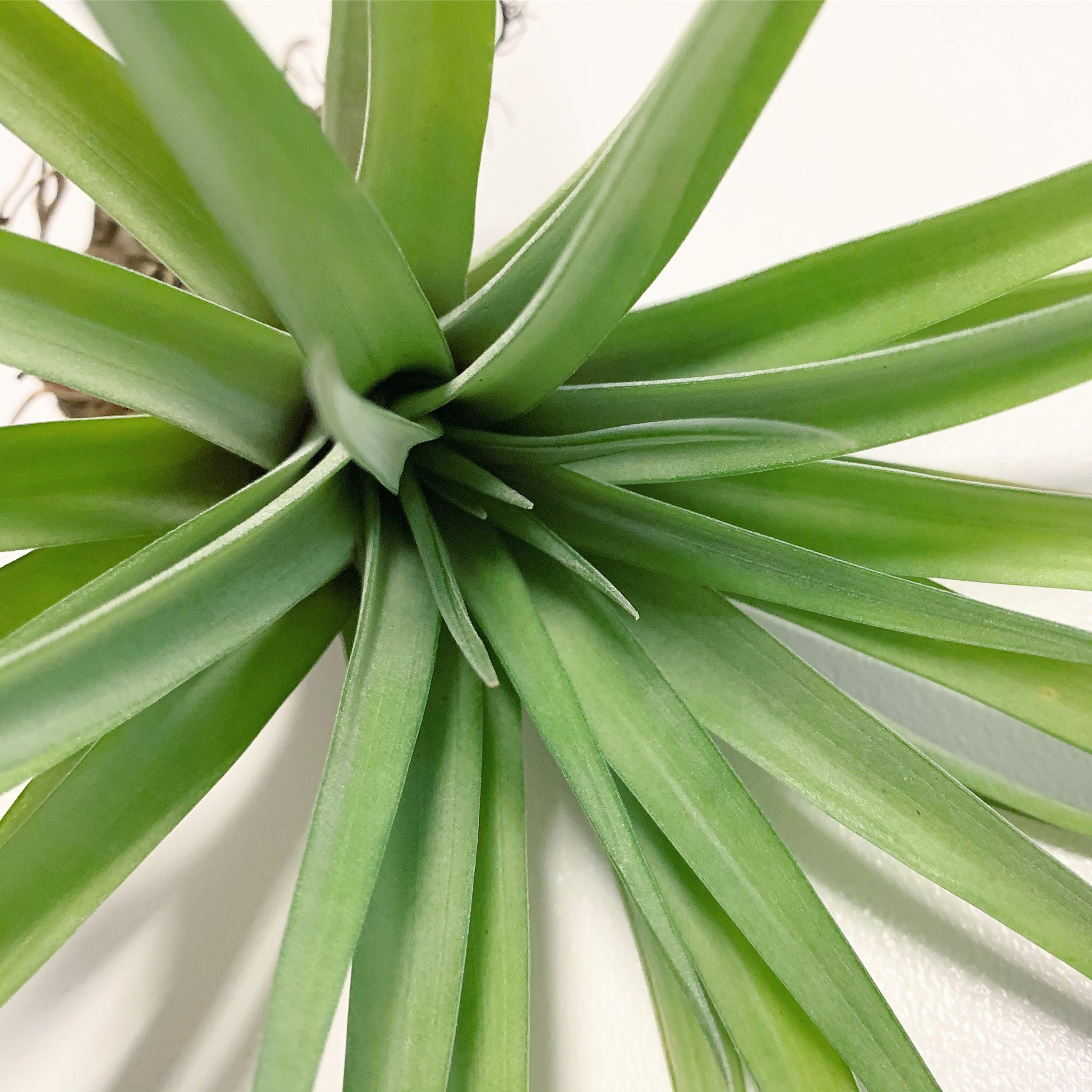 velutina air plant care Tillandsia - Velutina