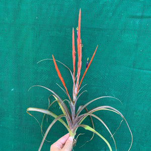 Tillandsia - Flabellata ‘Rubra’ ex. OM