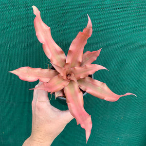Cryptanthus - Spring Song
