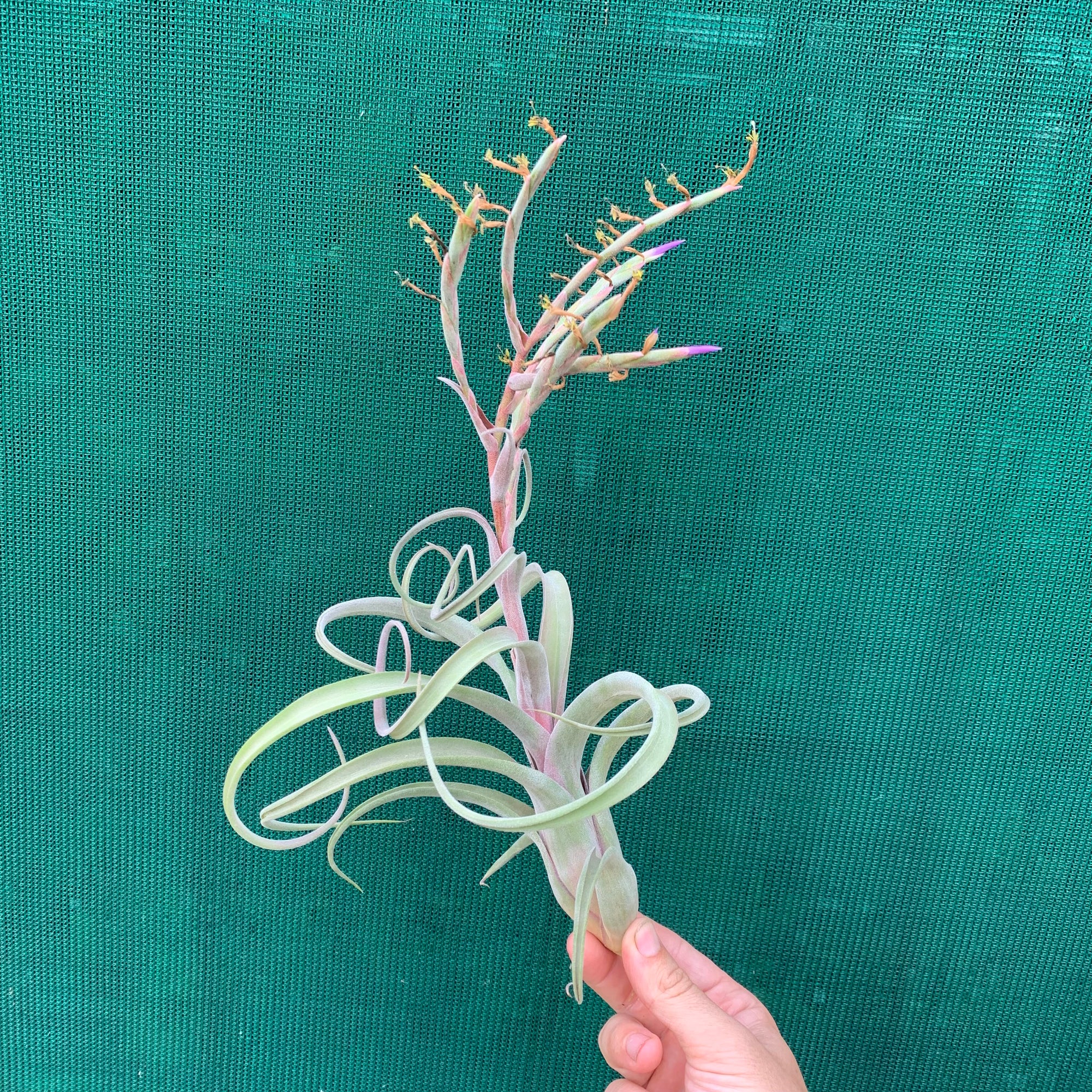 Tillandsia - Curly Slim