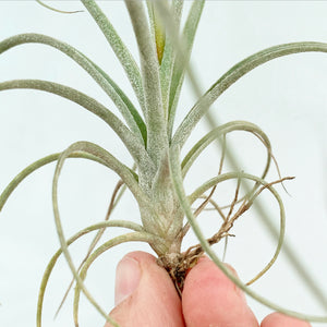 Tillandsia - Cumi-Cumi