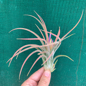 Tillandsia - pruinosa x ionantha ex. PB