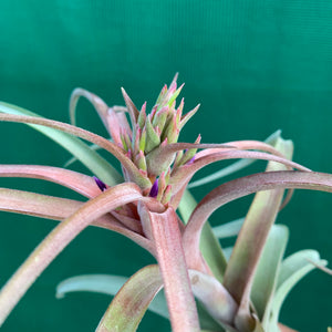 Tillandsia - brachycaulos x streptophylla Nat. Hybrid