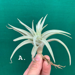 Tillandsia - harrisii