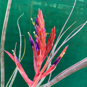 Tillandsia - Crackerjack ex. BG