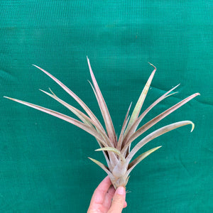 Tillandsia - Subteres ex. PT