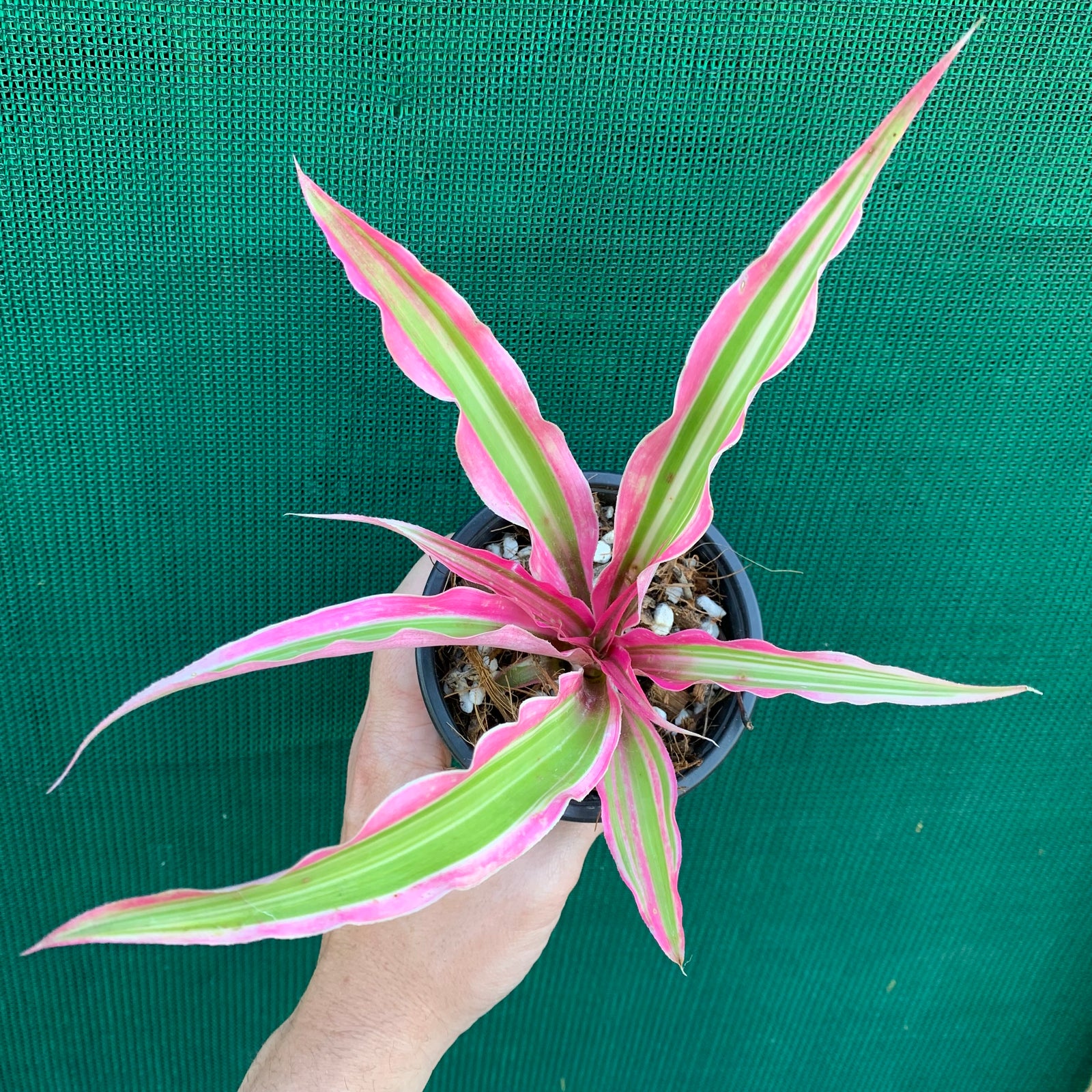 Cryptanthus - Rainbow Star
