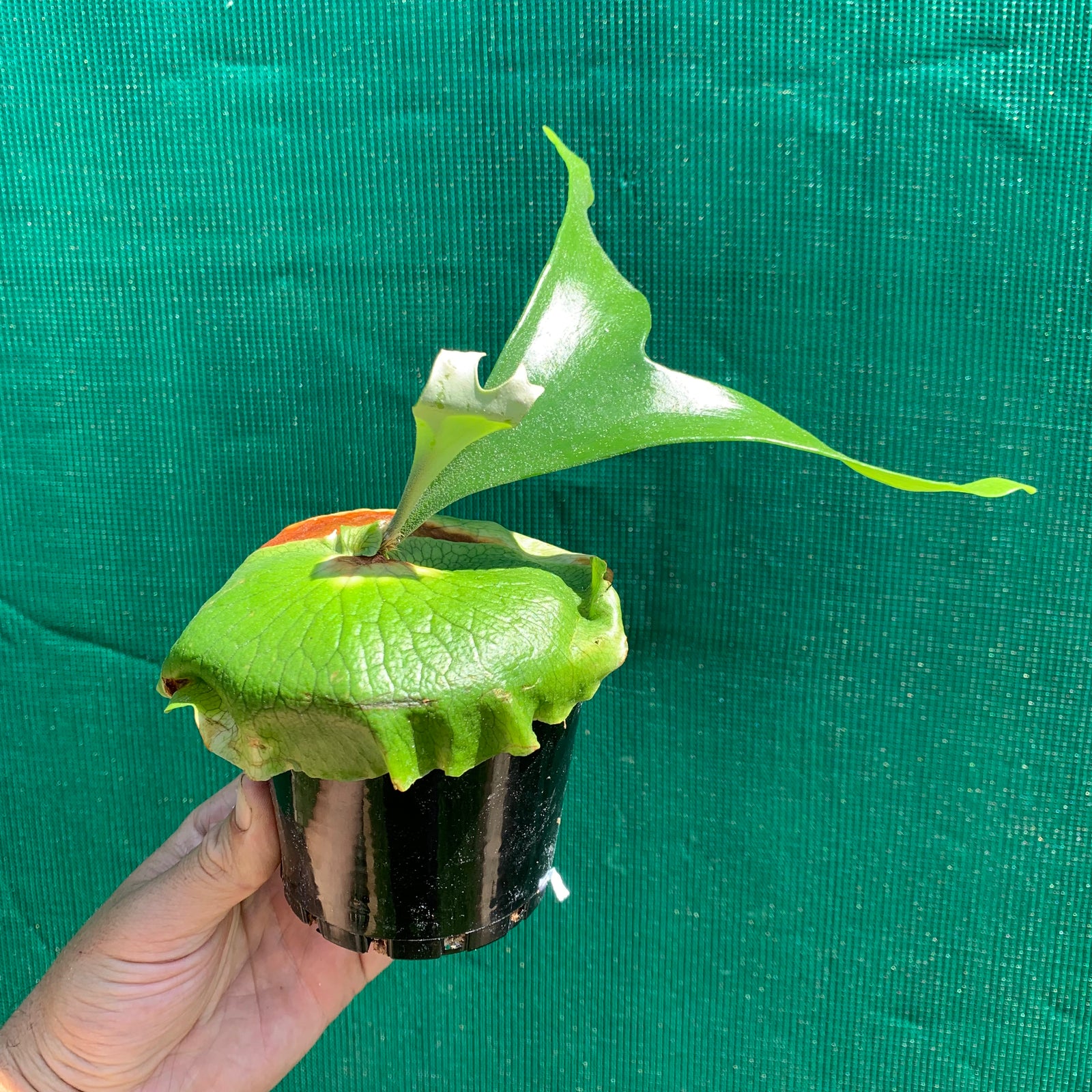 Platycerium - Alcicorne Africa