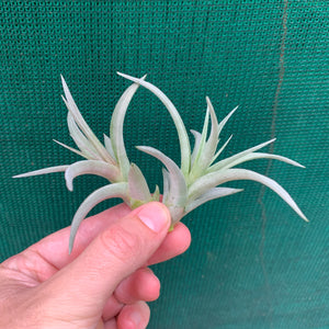 Tillandsia - Jackie Loinaz