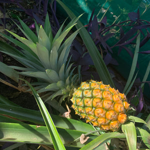 Pineapple ‘Pure Gold’ 73-50