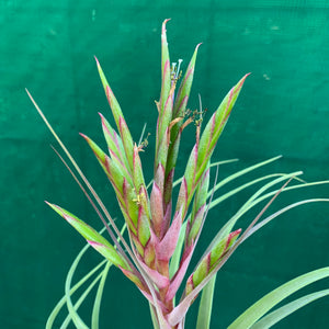 Tillandsia - concolor x streptophylla ? RFI NEW