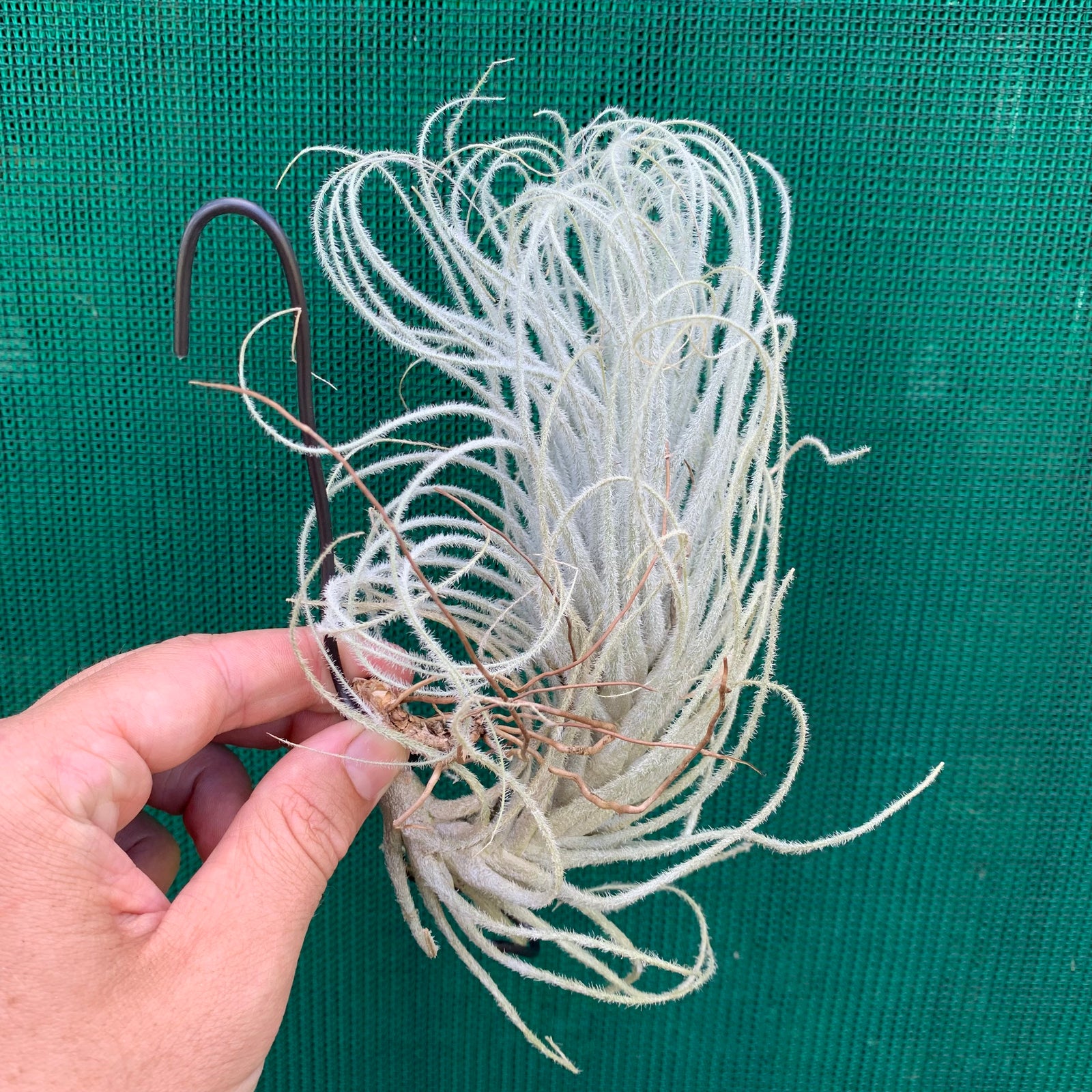 Tillandsia - tectorum