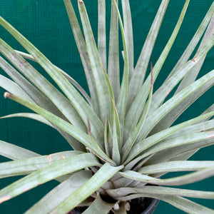Tillandsia - lenca NEW