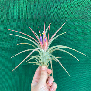 Tillandsia - Silver Surprise NEW