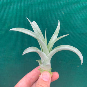 Tillandsia - El Rancho ex. AP