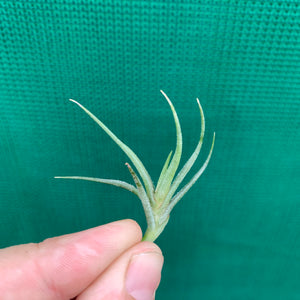 Tillandsia - bandensis (Fragrant)