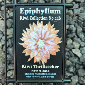 Epi. Hybrid Kiwi Thrillseeker