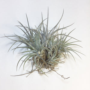 Tillandsia - Pringlei (Wholesale)
