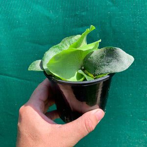 Platycerium - Foongsiqi