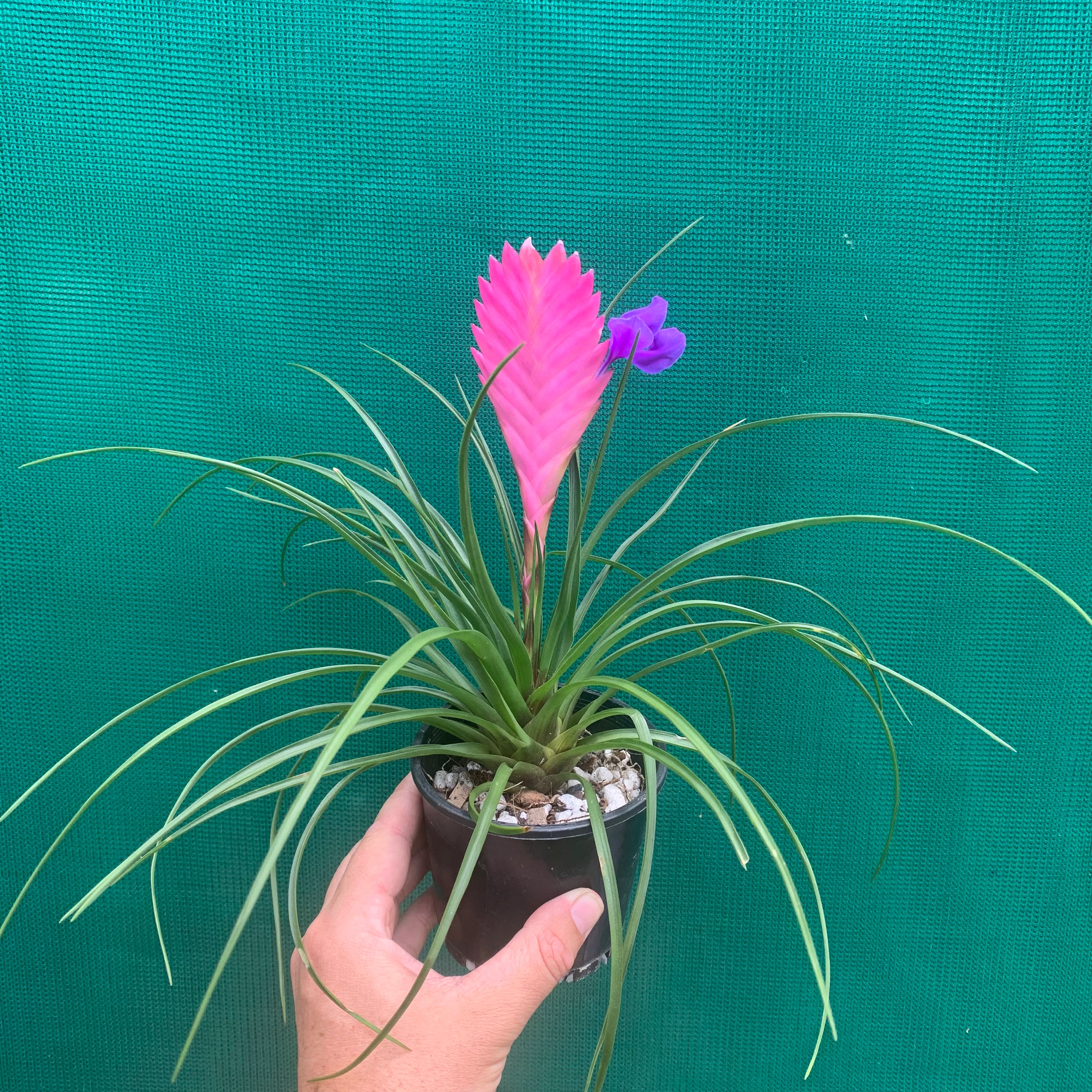 cyanea air plant Wallisia