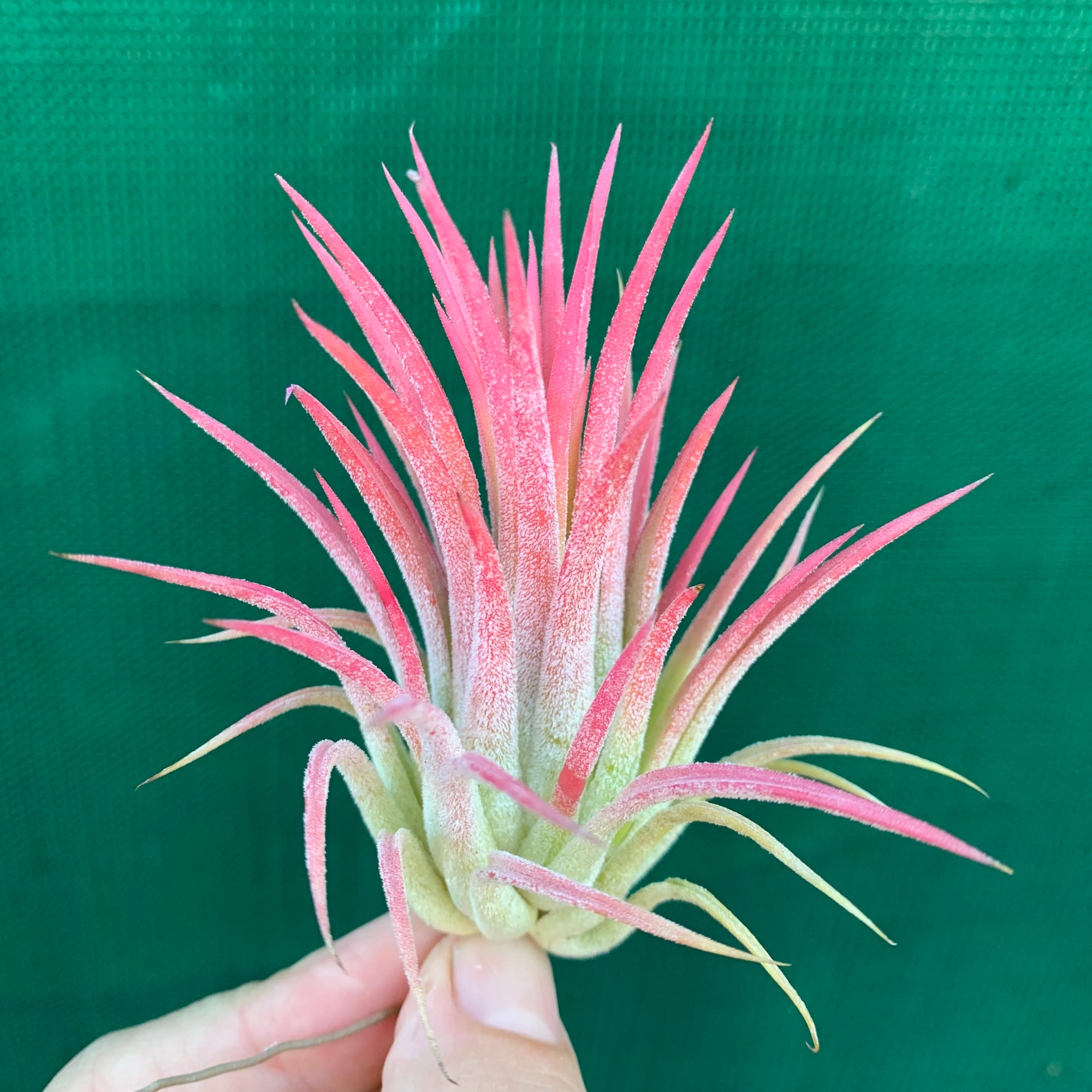 pink air plant Tillandsia - ionantha 'Peachy Pink'