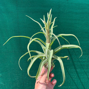 Tillandsia - streptophylla