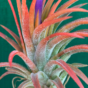 Tillandsia - ionantha ‘Orange’ ex. BH