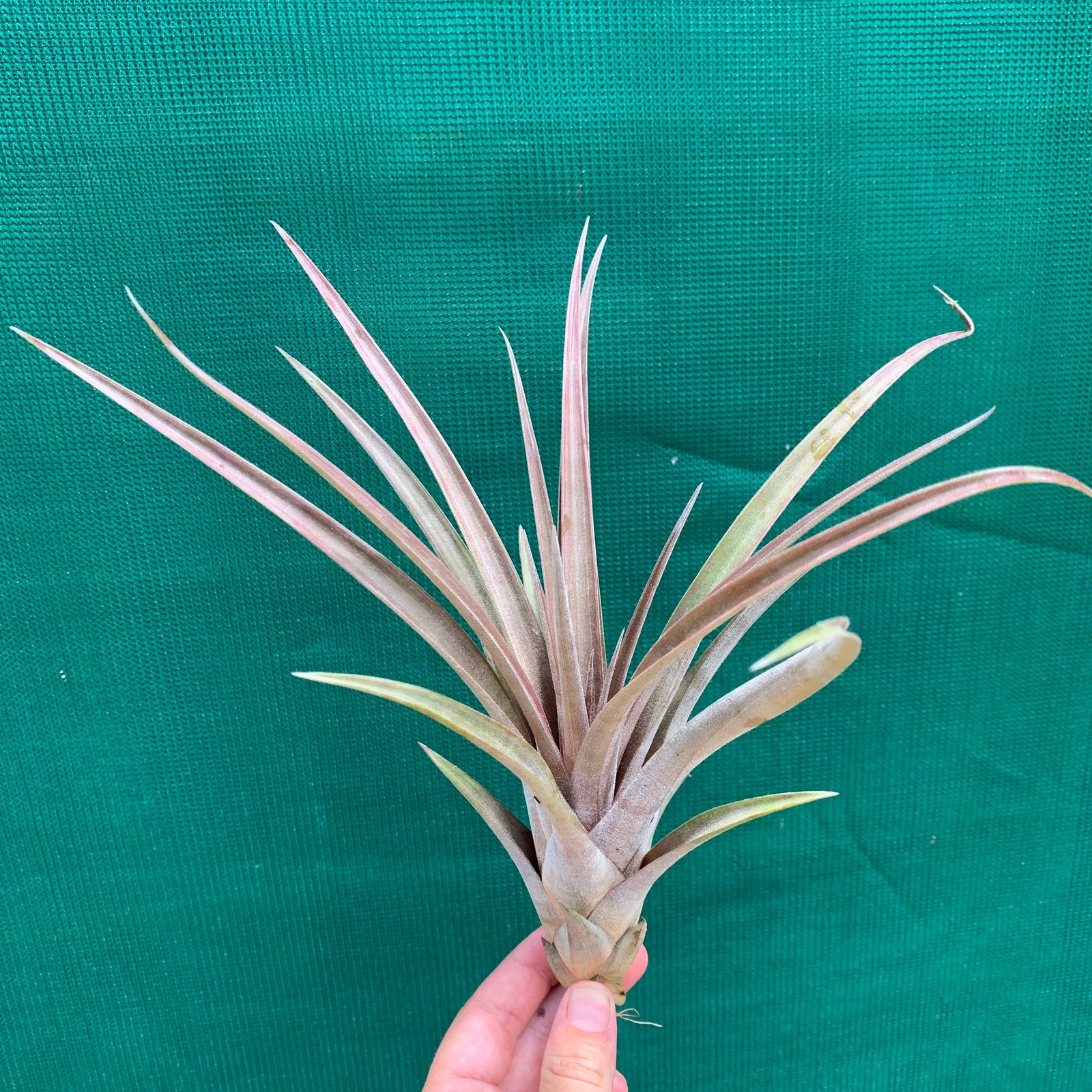 Tillandsia - subteres ex. PT