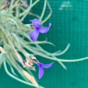 Tillandsia - Baby Blue ex. BG