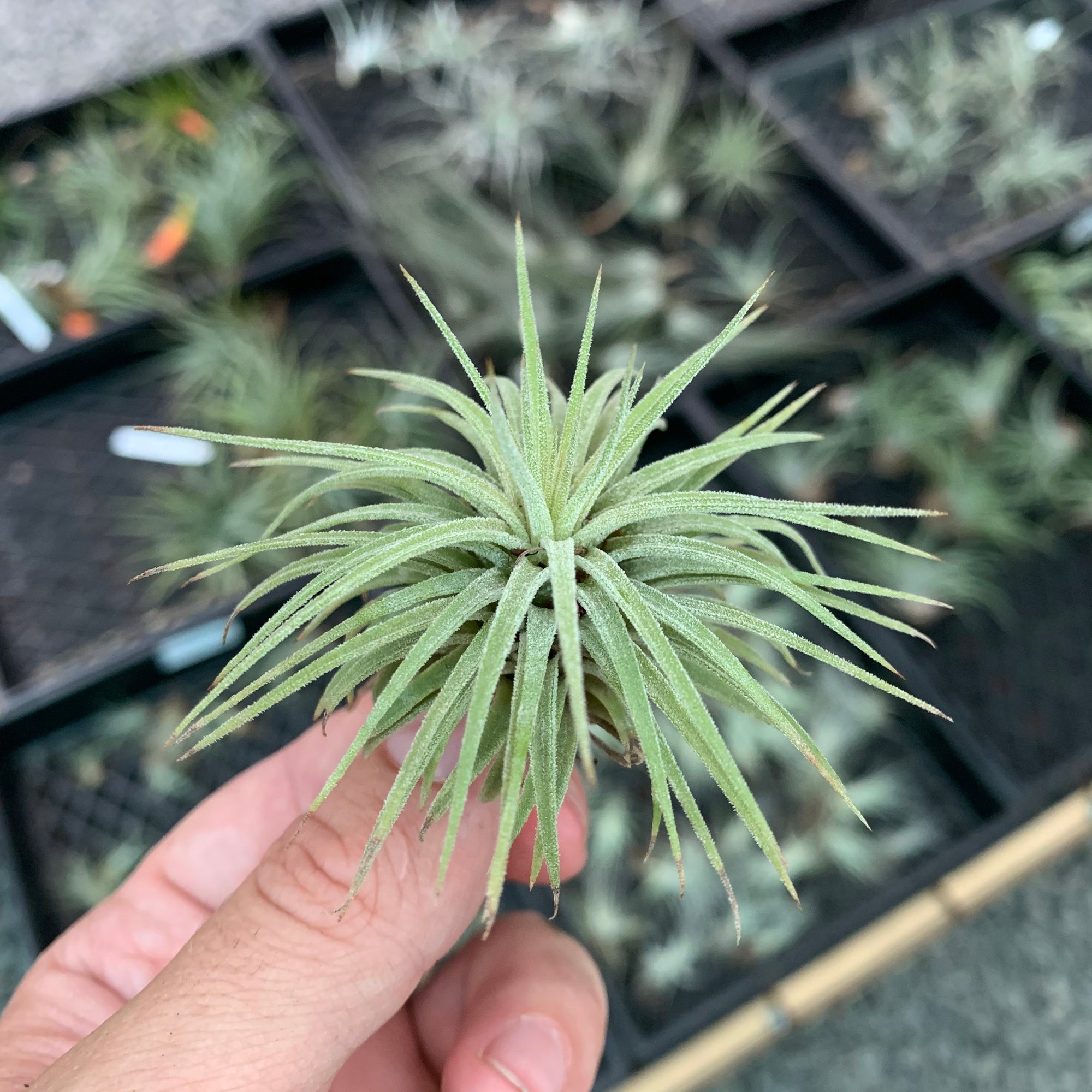 Tillandsia - ionantha ‘Penito’