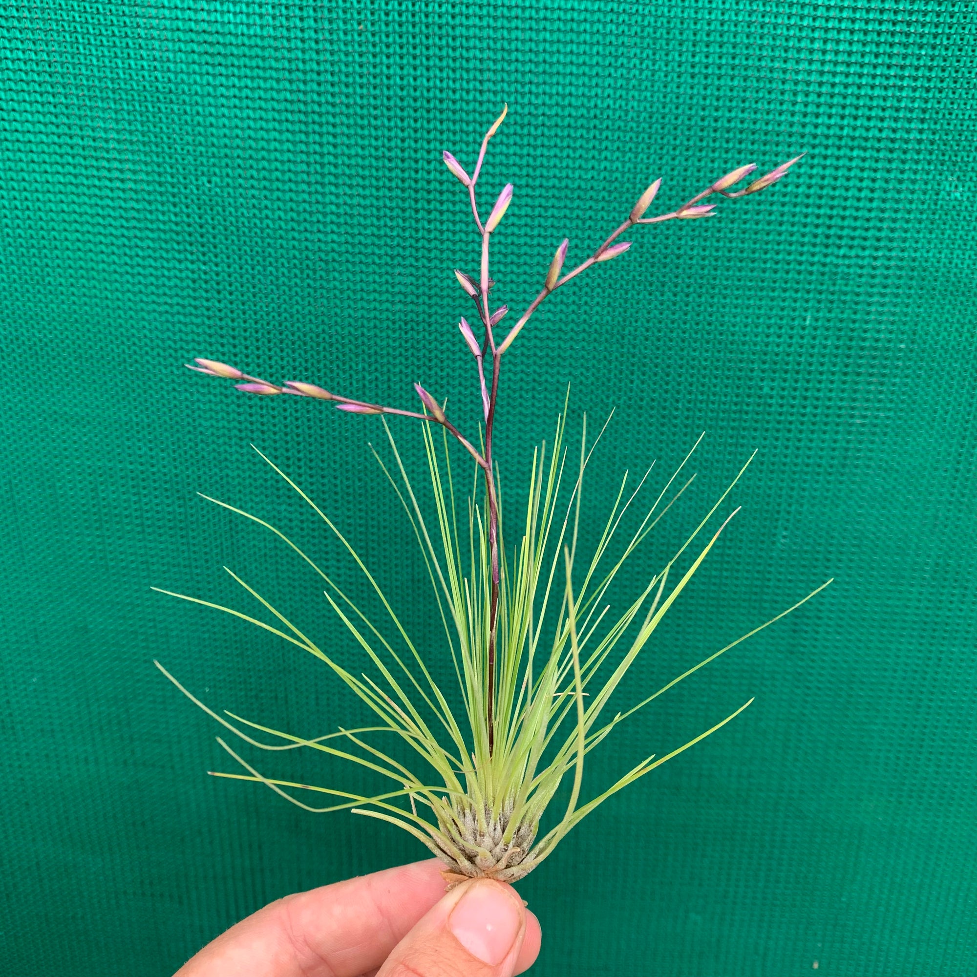 filifolia air plant Tillandsia - filifolia