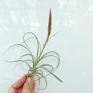 Tillandsia - Cumi-Cumi