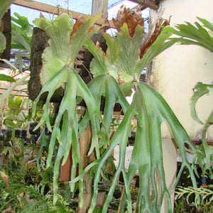 Platycerium - Andinum