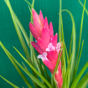 Tillandsia - Repton ex. PT