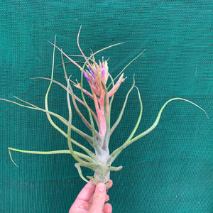 Tillandsia - Showtime ‘Frosted Clone’ ex. PT