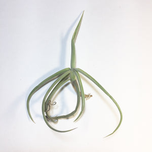 Tillandsia - duratii v. Saxatilas (Fragrant)