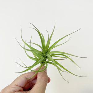 Tillandsia - aeranthos ex. CC