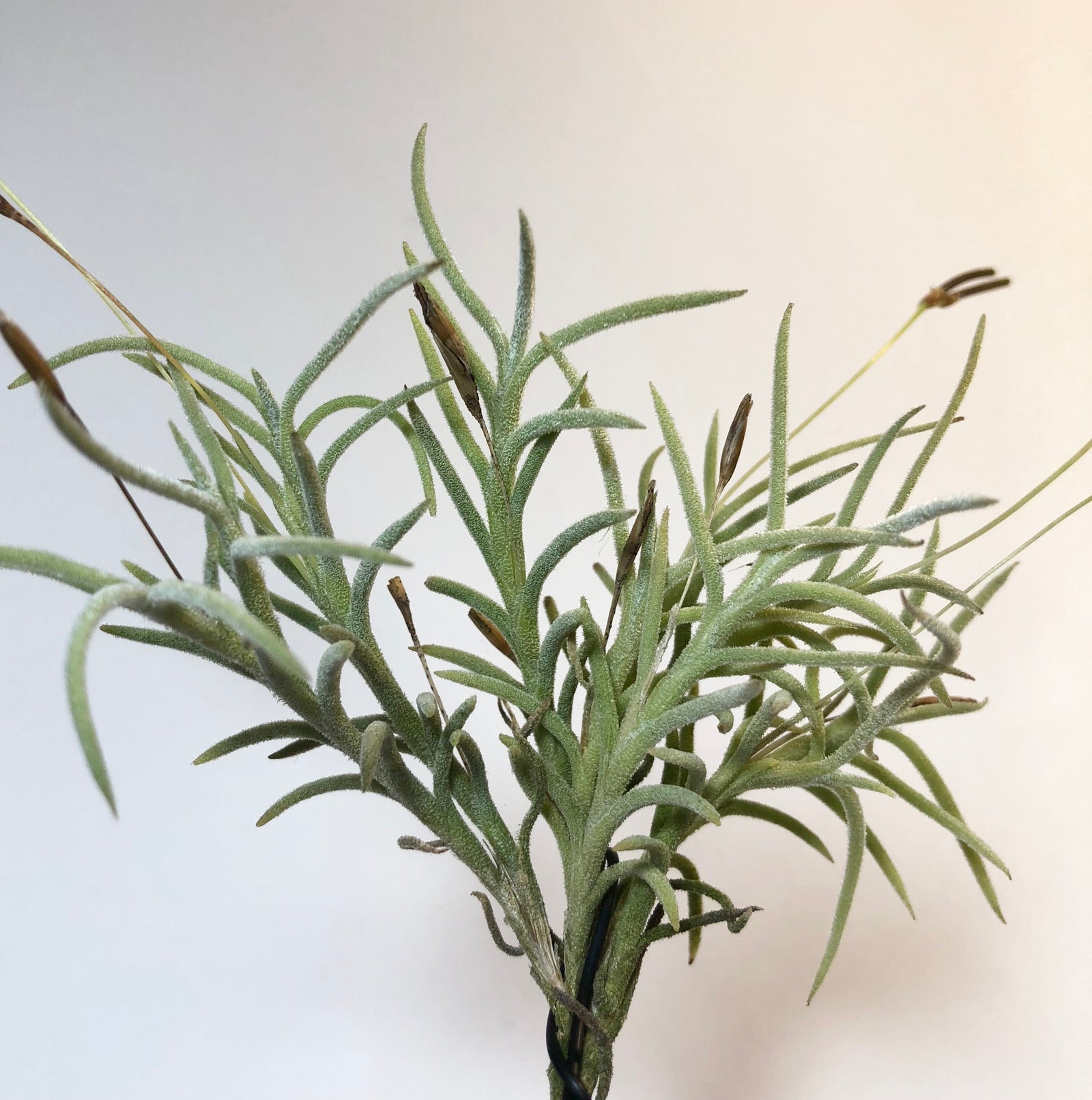 Tillandsia - capillaris
